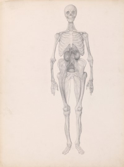 Esposizione anatomica comparativa della struttura del corpo umano con quella di una tigre e di un co... da George Stubbs